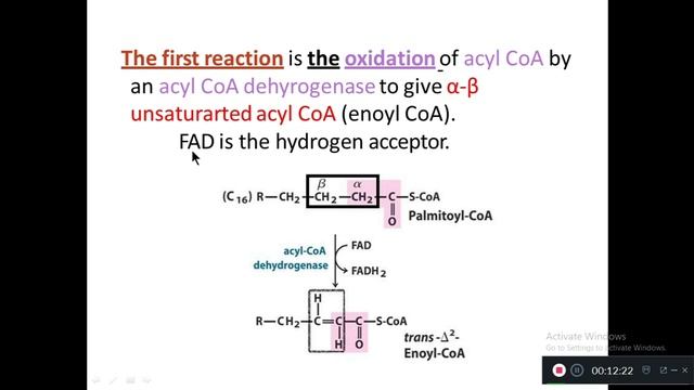 Beta Oxidation of Fatty Acids Biochemistry Lecture for Nursing Students