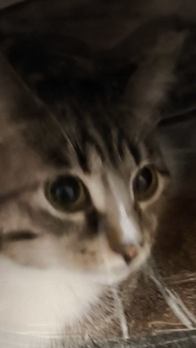 кот на кондиционере