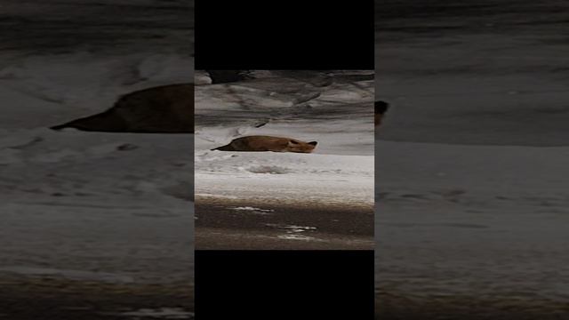 Неожиданная встреча 😺