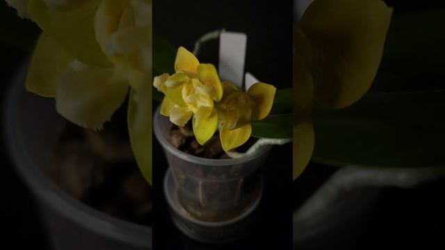 P.Yaphon Perfume Yellow ES V