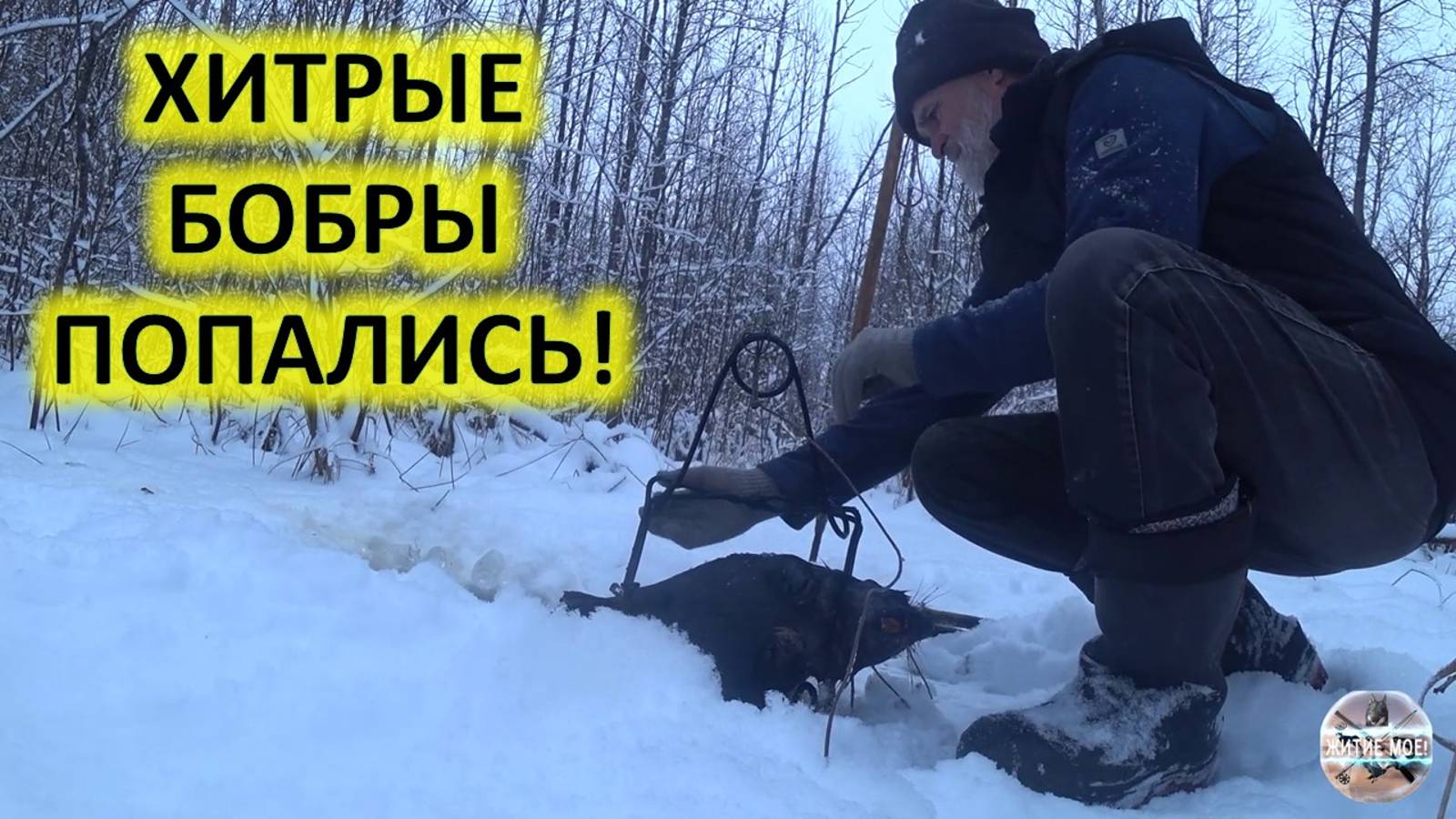Осенняя охота на бобра с капканами. Проверка капканов на бобра.