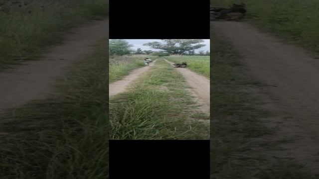 VID_20240526_105623.mp4