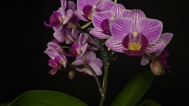 Phal Sogo vivien G01 V