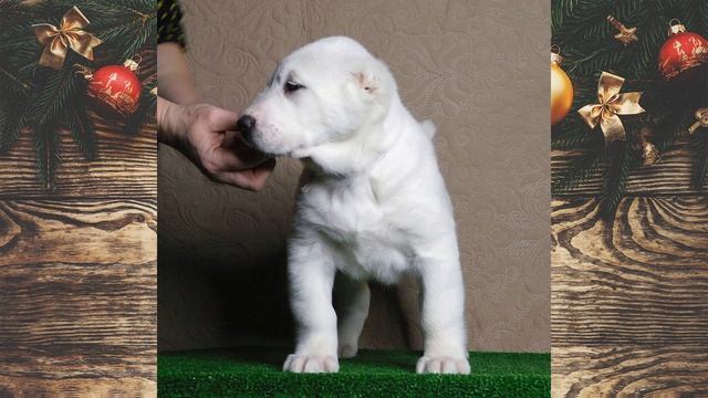 Новый проект