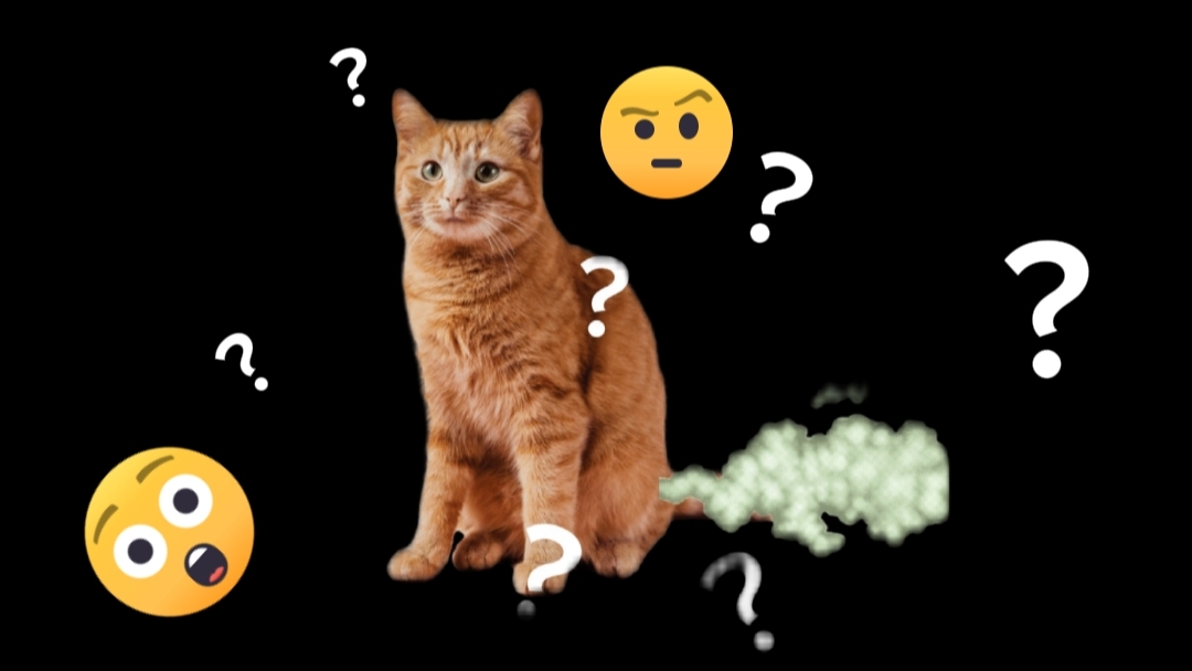 Пукают ли коты?