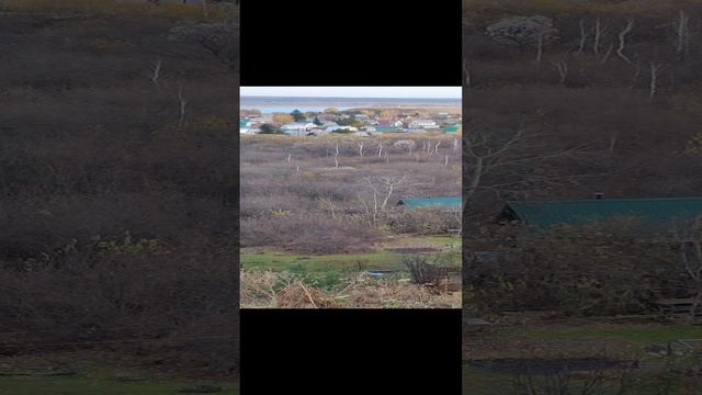 2023 год, дачный лес