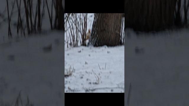 Позитив с белочками.