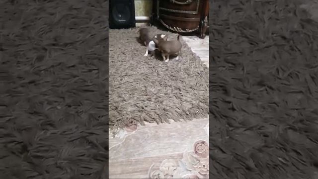 VID-20241224-WA0000.mp4