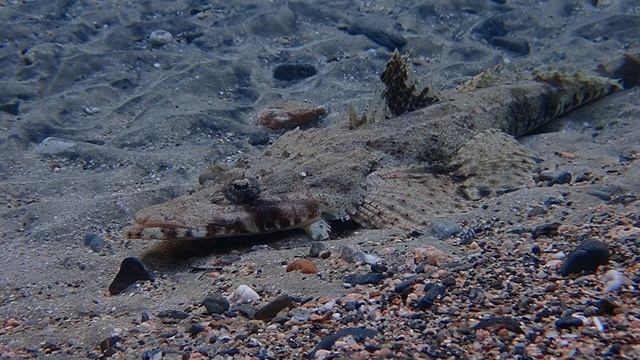 Рыба Крокодил. Марса Мубарак. IBEROTEL Costa Mares. 12.2024 .Египет. Красное море. С Лилия Драч.