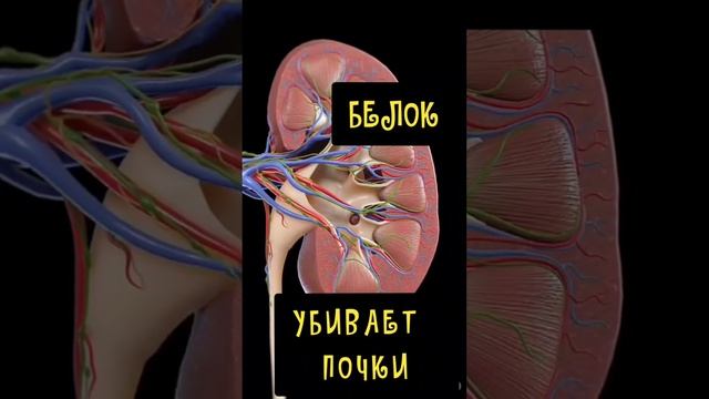 Белок убивает почки?