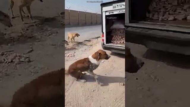 Одна из собак сделала неожиданное