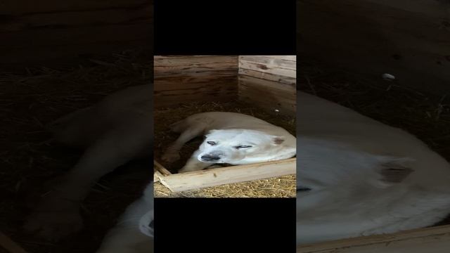 Новая лежанка #собака #собакадругчеловека #алабай #среднеазиатскаяовчарка #деревня #жизньвдеревне