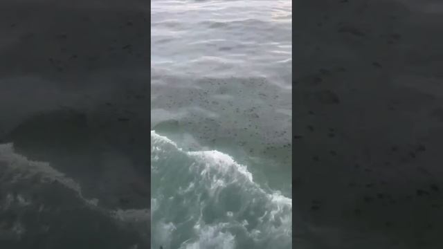 Нефть в Азовском море