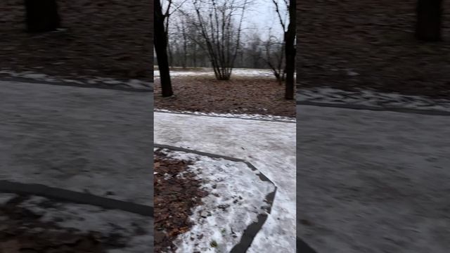 Так забавно #земнойирий #природа #парк #белочки #белки #прожеребят #пролошадей #животные