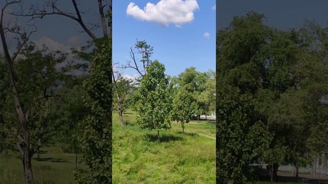 наблюдаю серую цаплю