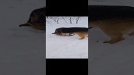 Гриша