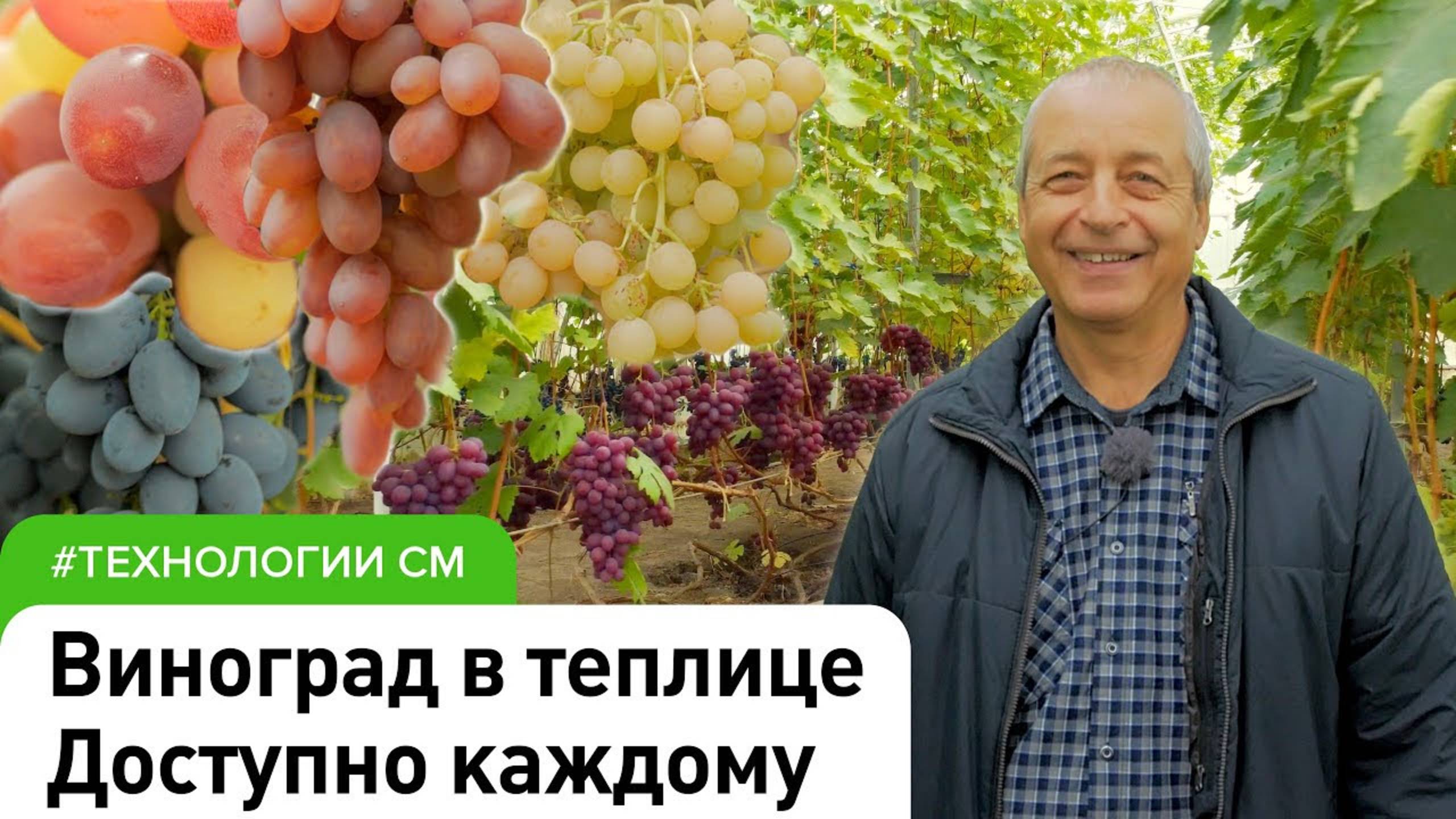 Основы выращивания винограда в теплице #СадовыйЭксперт #СадыМечты