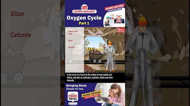 The Oxygen Cycle | Part 1