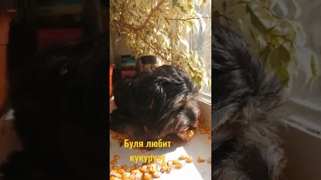 Кукуруза топ