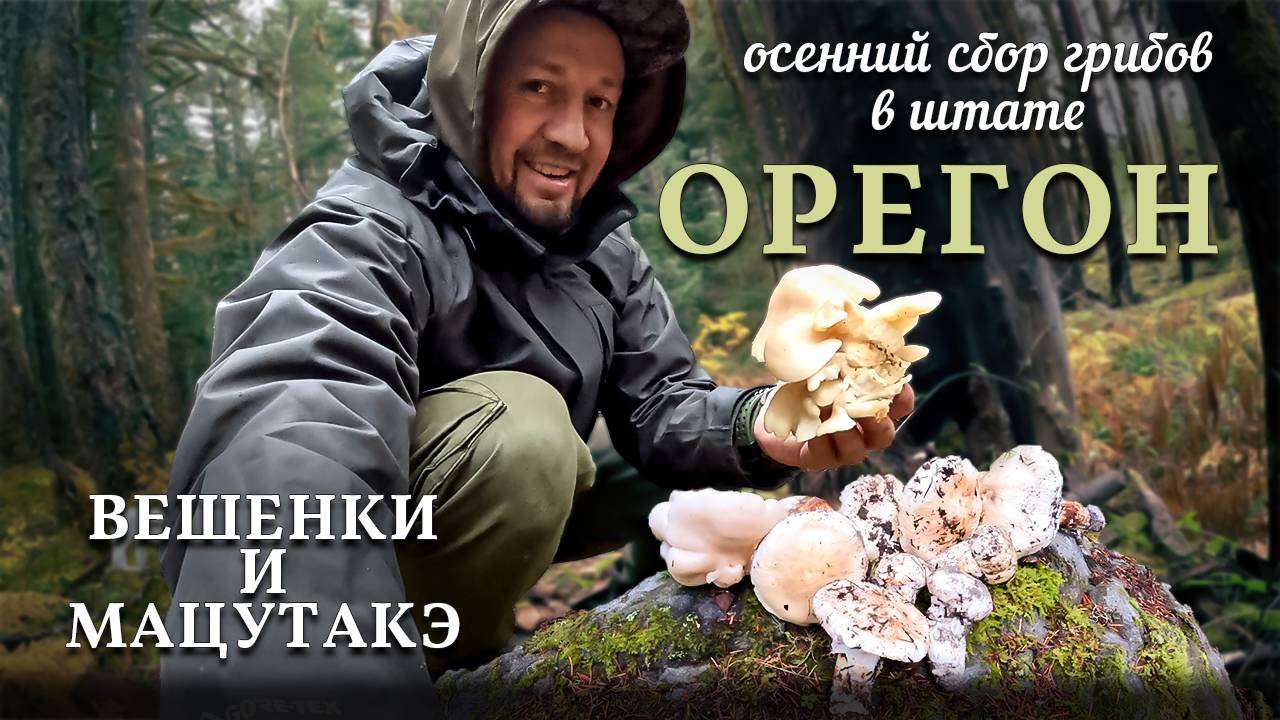 Красоты местных лесов