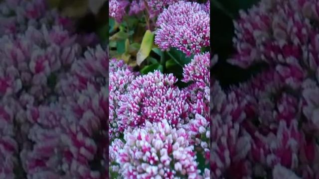 Очиток обыкновенный. Дмитрий Шлапак
