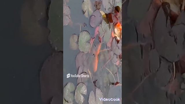 1000122639.mp4