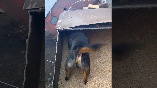 Пес ловит мышей, а его дразнят