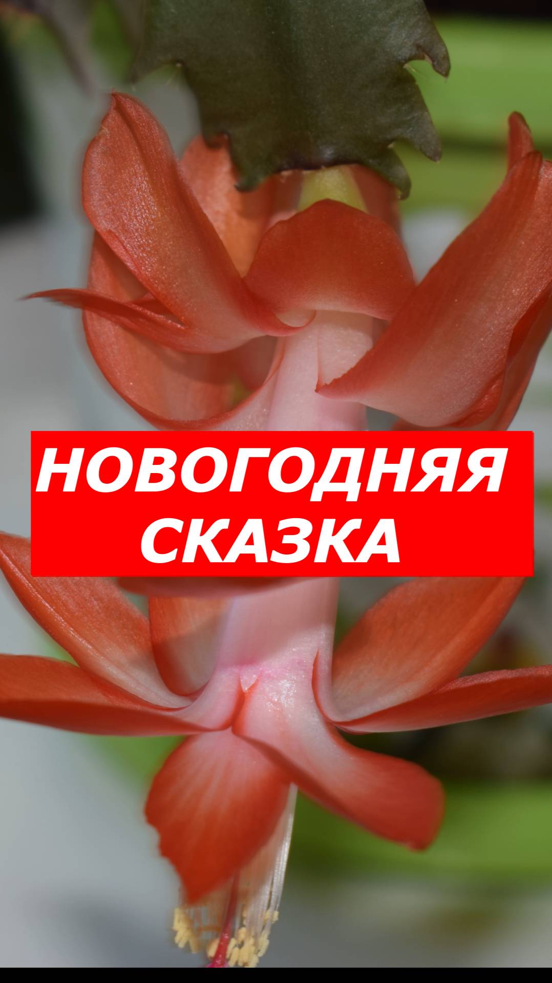 ДЕКАБРИСТ ЦВЕТЕТ