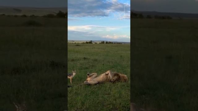 Не дали поспать Лёве