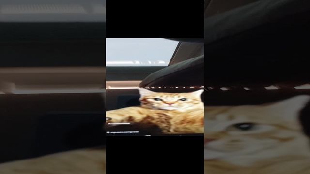 1000017450.mp4