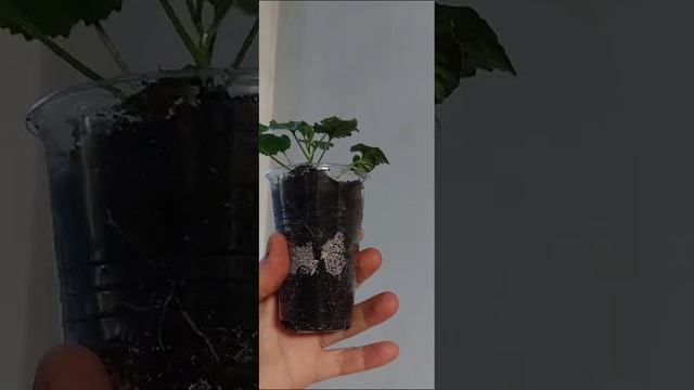 кампанула биколор махровый.mp4