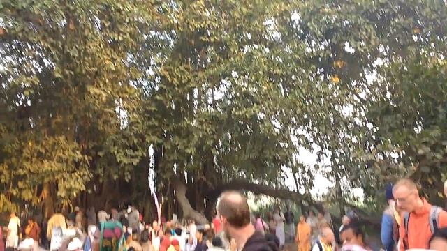 Навадвипа дерево. Баньян