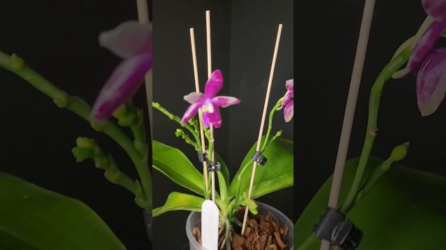 Phal. Joey x lueddemanniana V
