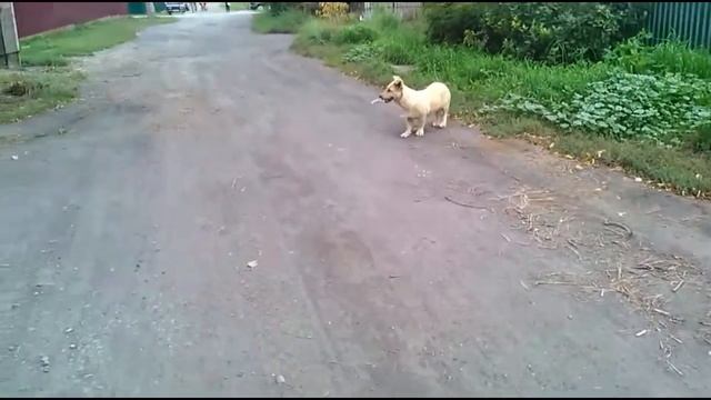 Кошка и Собака) (Прикол)