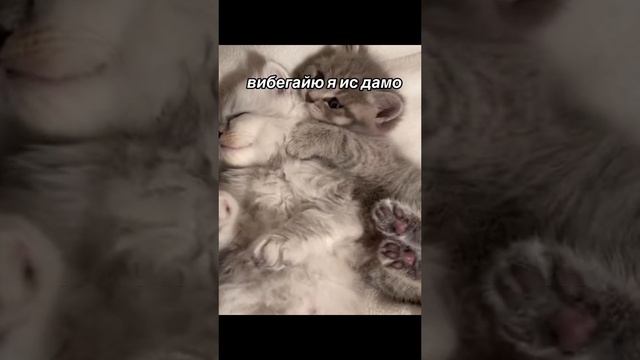 VID-20241116-WA0008.mp4