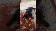 Дабродор Арса 2.5 года играет с едой. Собака - задавака.