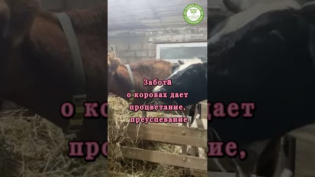 Кормим коров сегодня онлайн 26.12.2024г.