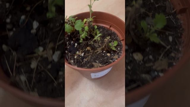 Когда черенковать хризантему
