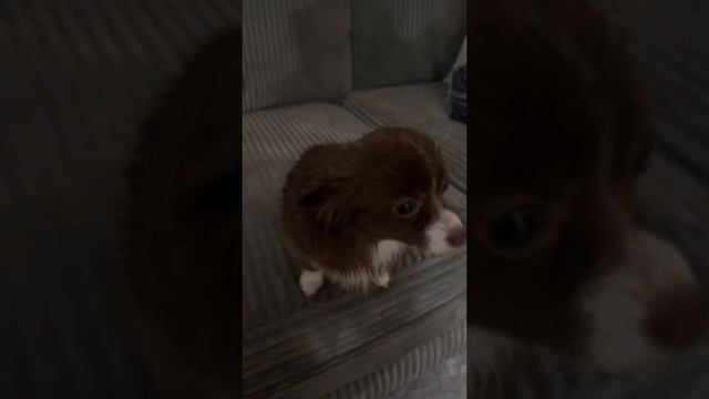 милаш