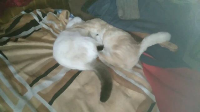 Коты. Кузьма и Соня