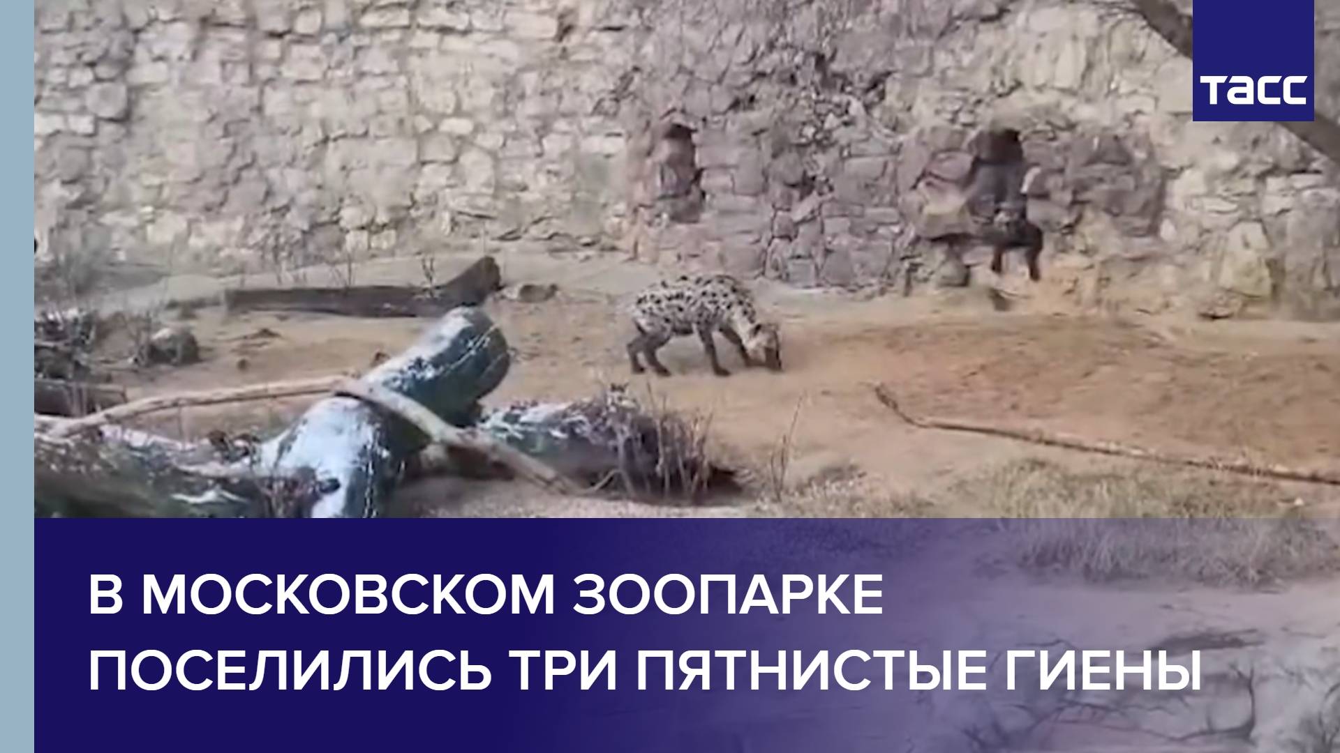 В Московском зоопарке поселились три пятнистые гиены