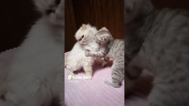 а как красиво начиналась.... (1).mp4
