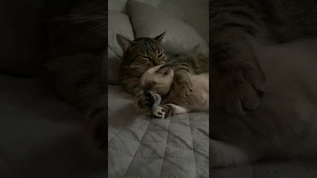 Кошка с  котенком в обнимку