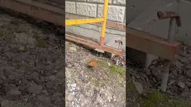 Грибной дом