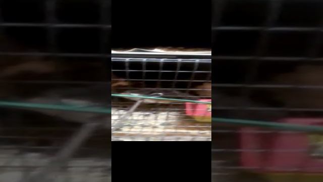 Видео WhatsApp 2024-12-26 в 09.03.43_effca9c5