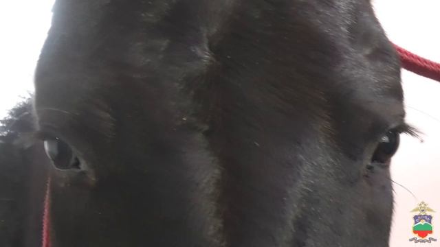 Полицейские Карачаево-Черкесии подарили лошадь воспитанникам конного клуба в Херсонской области