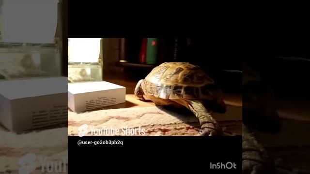 черепашка сухопутная-2