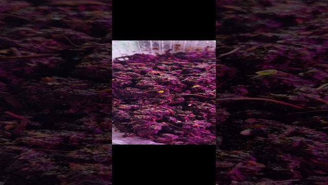 Спирея Маленькая Принцесса, Эустома Балконная, Земляника Шустренок, Томат Сахарная Гроздь