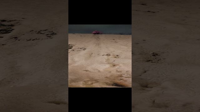 20241225_175751.mp4