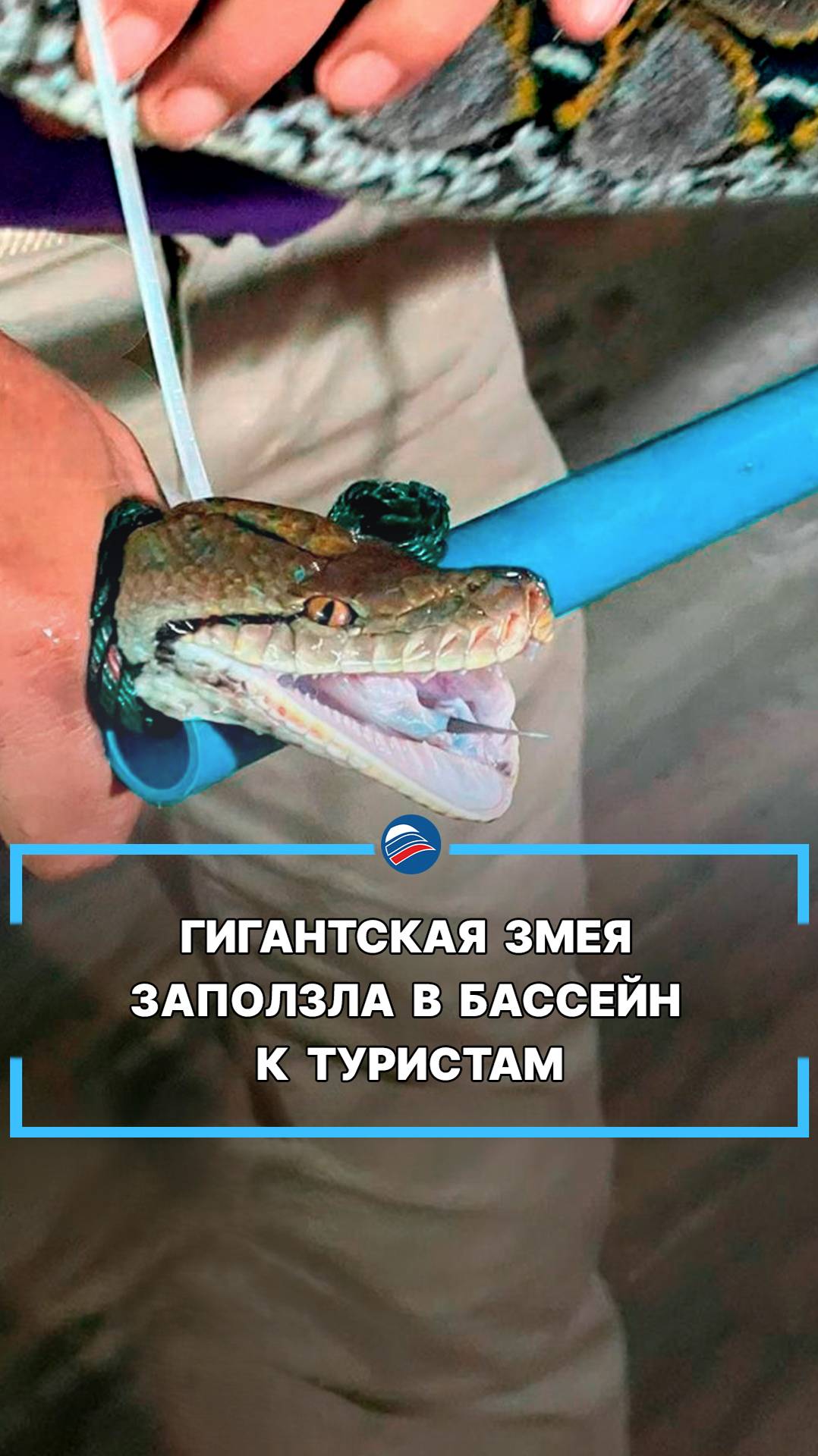 Гигантская змея заползла в бассейн к туристам #shorts